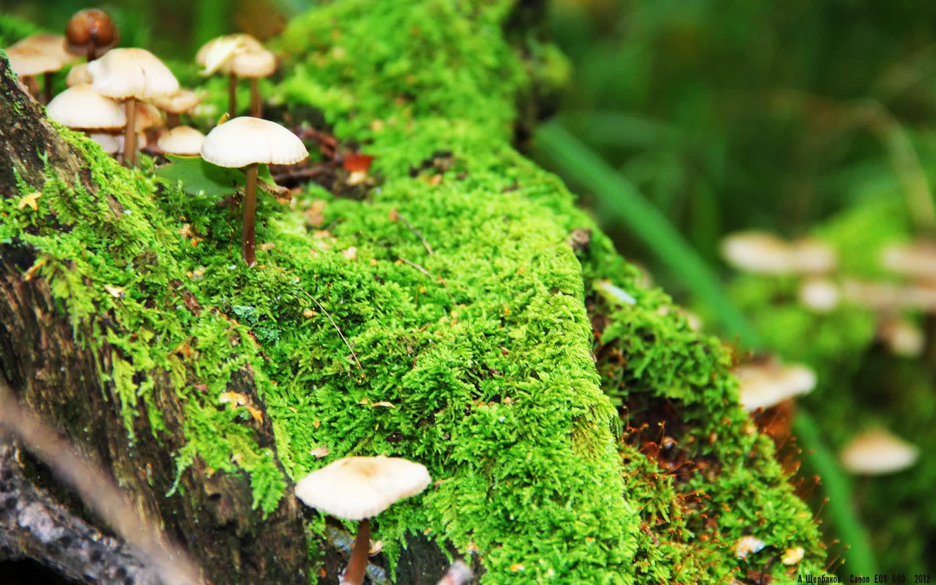 世界保龄球社区推广月志愿者技能提升行动第二阶段启动，世界保龄球大赛